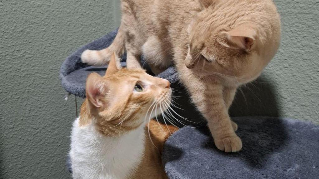 Algunos de los compañeros felinos de Oh my cat.