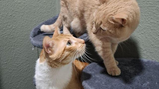 Algunos de los compañeros felinos de Oh my cat.