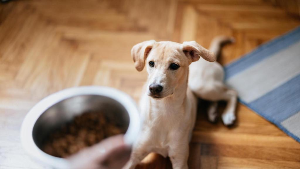 El experto recomienda no usar gritos ni violencia.