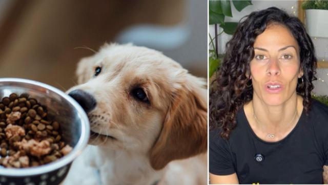 La alimentación es muy importante en las mascotas.