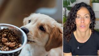 La alimentación es muy importante en las mascotas.