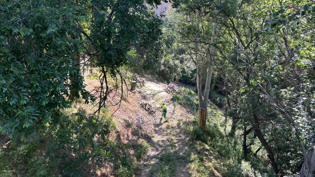 Retirada del ailanto, este martes, en Zaragoza.