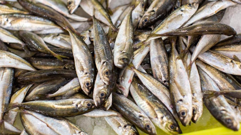 Mercadona compra 6.000 toneladas de pescado extractivo al año de la costa gallega.