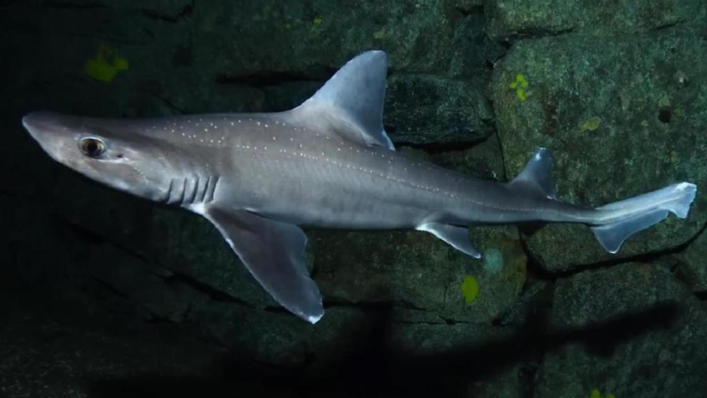 El Aquarium de A Coruña incorpora dos nuevos tiburones, que nadarán junto a Gastón