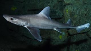 El Aquarium de A Coruña incorpora dos nuevos tiburones, que nadarán junto a Gastón