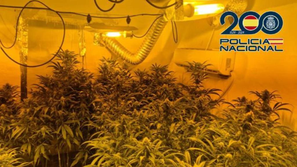 Imagen de la plantación de marihuana intervenido en una vivienda de Málaga capital.