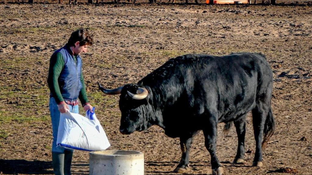 Raúl Nieto en su ganadería