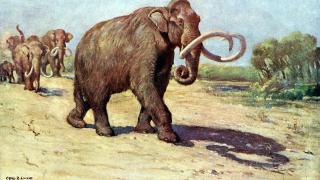 Reconstrucción de un mamut colombino de Charles R. Knight (1909). Foto: Wikimedia Commons