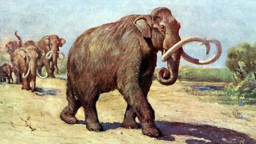 Reconstrucción de un mamut colombino de Charles R. Knight (1909). Foto: Wikimedia Commons