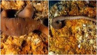 El 'nemertino acordeón', una nueva especie de gusano encontrada en Galicia.