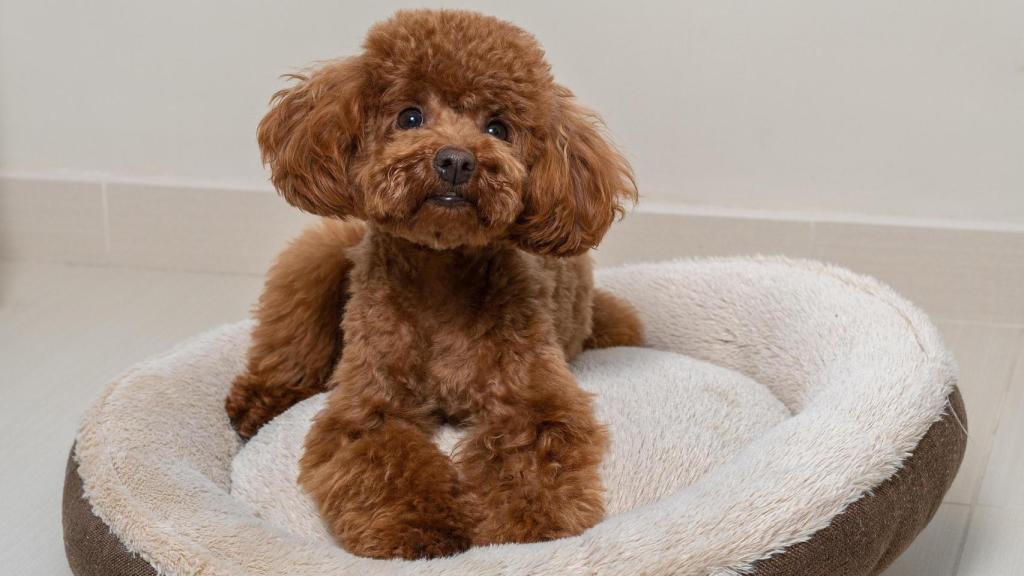 Esta raza es muy conocida en España.