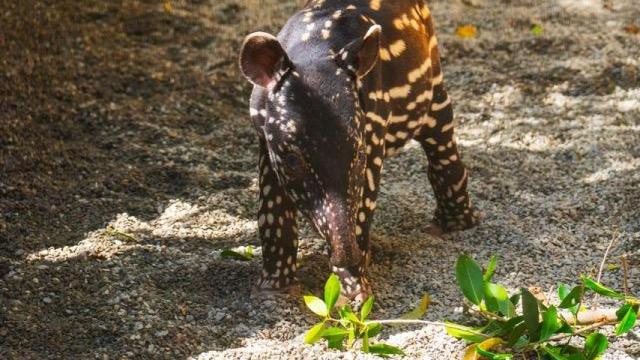 Los primeros pasos de la cría de tapir malayo en Bioparc Fuengirola
