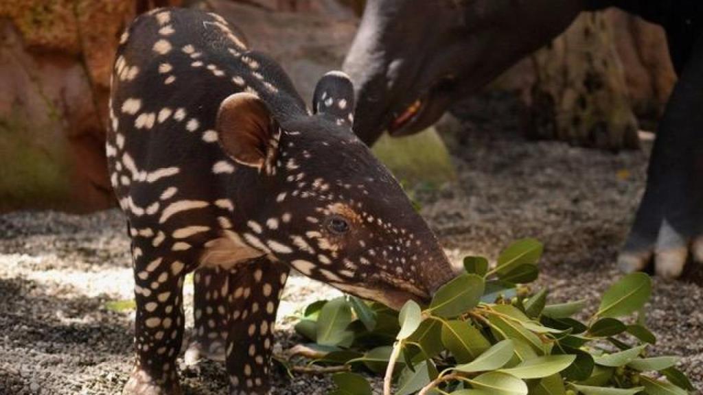 La cría de tapir malayo con su madre.