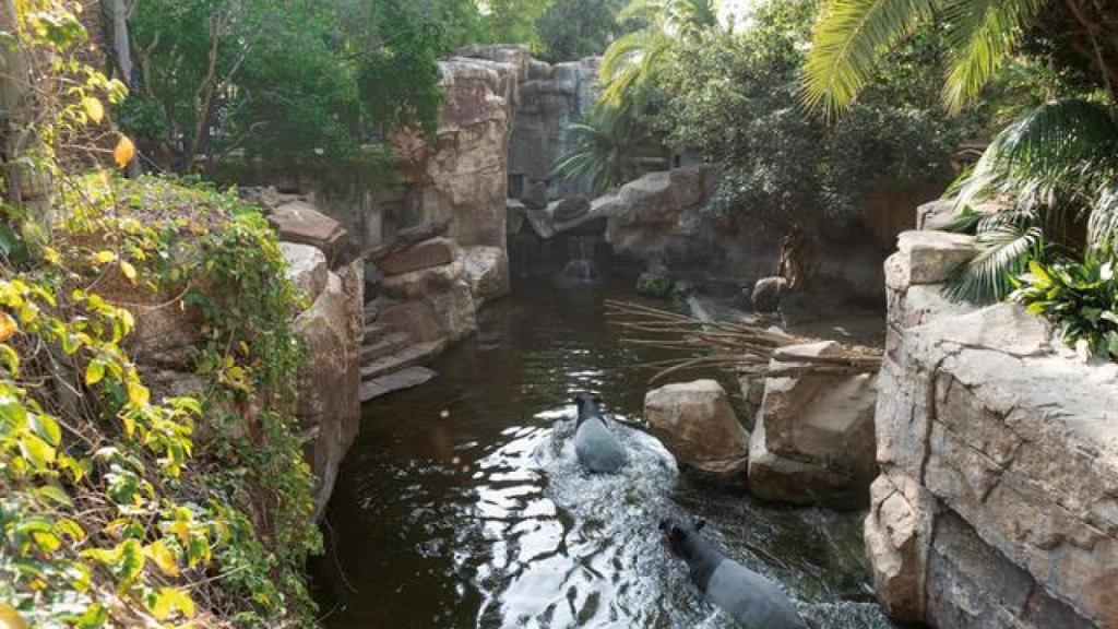 La zona en la que están los tapires malayos en Bioparc Fuengirola.
