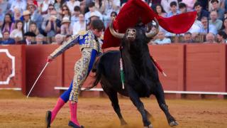 Aarón Palacio, novillero aragonés, en la Maestranza.