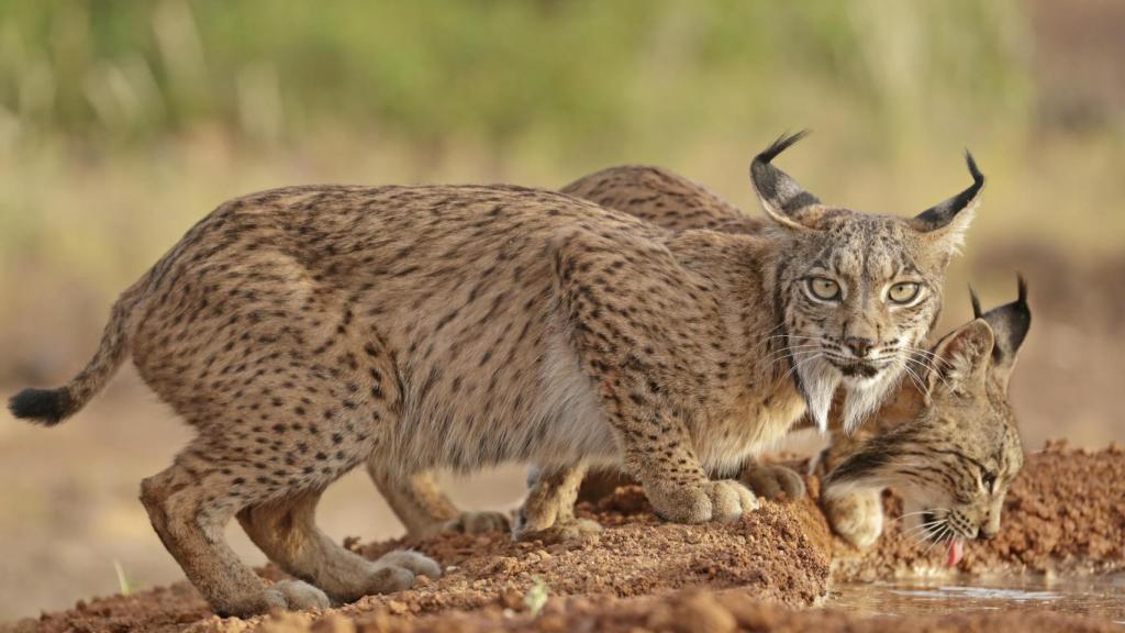 Cachorros de lince en España, hijos de Odrina, reintroducida en 2015 en Ciudad Real.