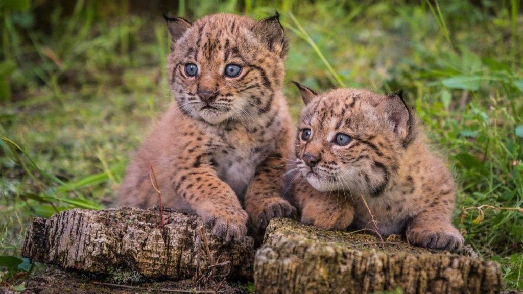 Cachorros de lince nacidos en España.