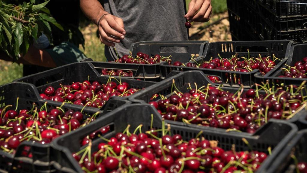Mercadona prevé comprar 8.500 toneladas de cerezas de Aragón en 2025.