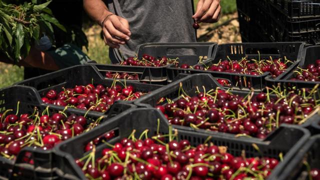 Mercadona prevé comprar 8.500 toneladas de cerezas de Aragón en 2025.