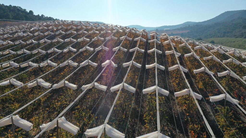 Campos de cereza en Aragón.