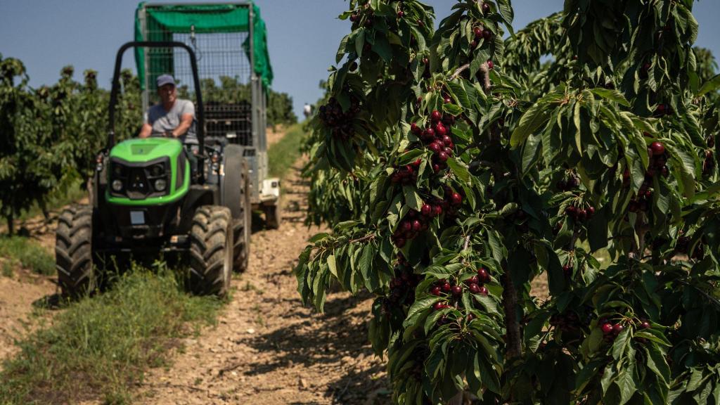 Un tractor recogiendo cerezas en Aragón.