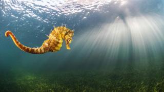 Una foto de archivo de un caballito de hocico largo en el Mar Menor.