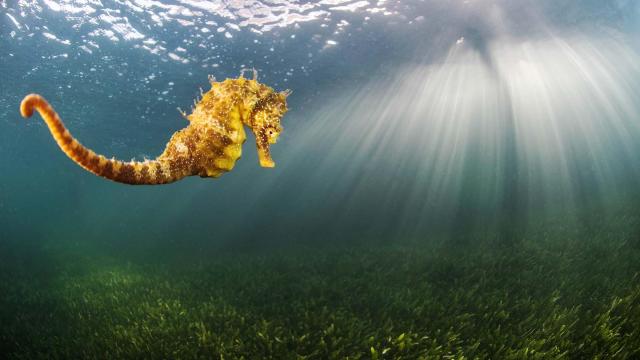 Una foto de archivo de un caballito de hocico largo en el Mar Menor.