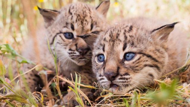 Cachorros de lince nacidos en 2024.