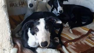 Las galgas robadas en Segovia