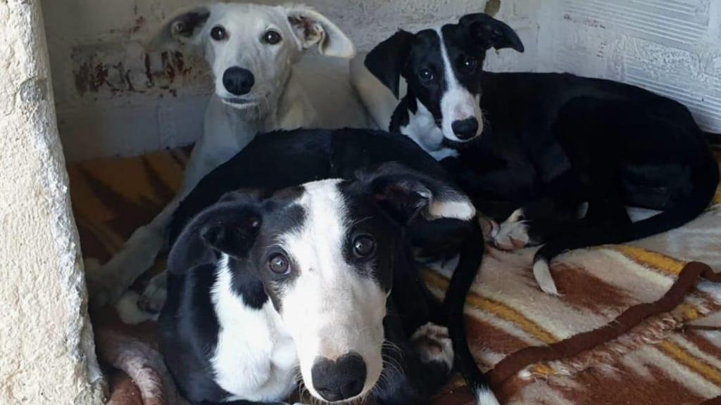 Las galgas robadas en Segovia