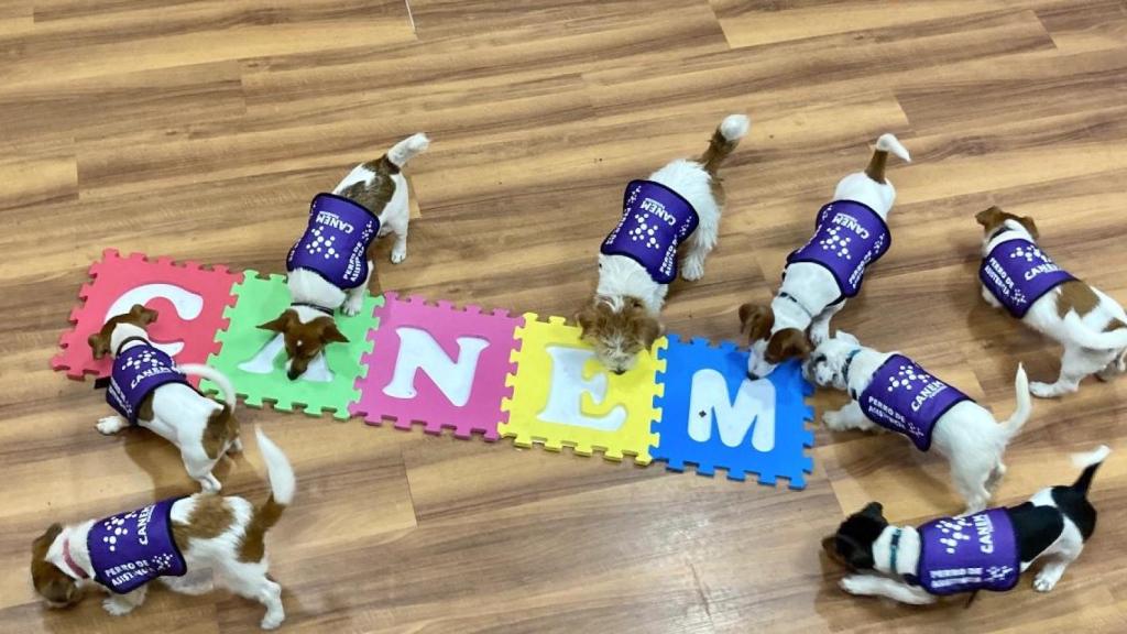 Perros de asistencia médica adiestrados por la Asociación Dulces Detectores