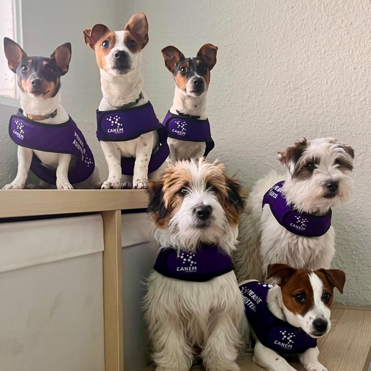 Perros de asistencia médica adiestrados por la Asociación Dulces Detectores