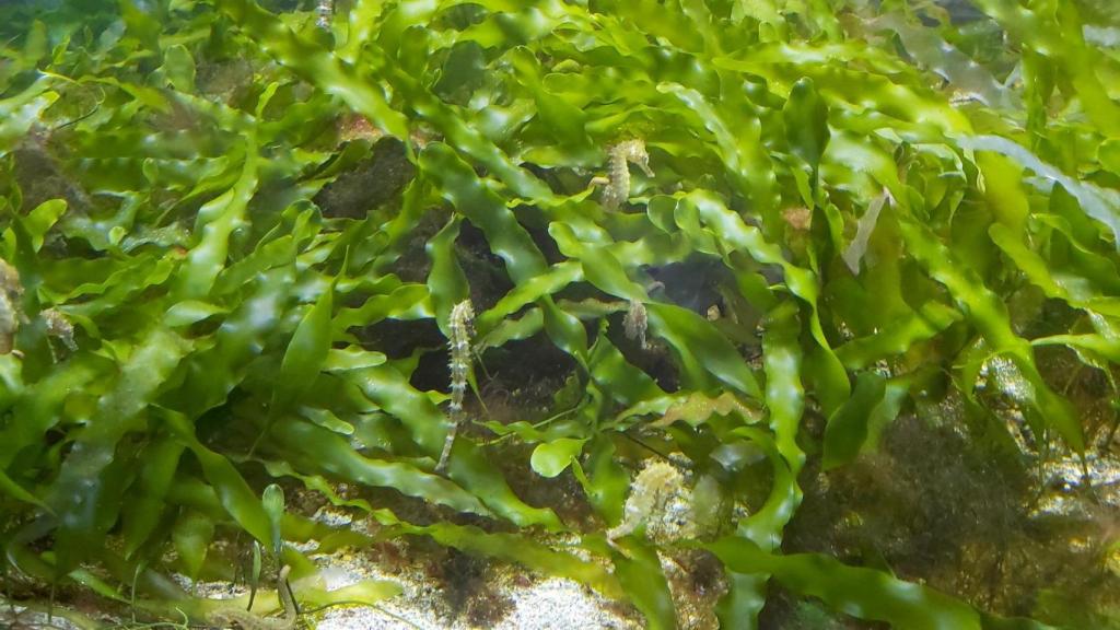 Caballitos de mar conservados en el acuario de la Universidad de Murcia, en el marco de proyecto 'Banco de especies'.