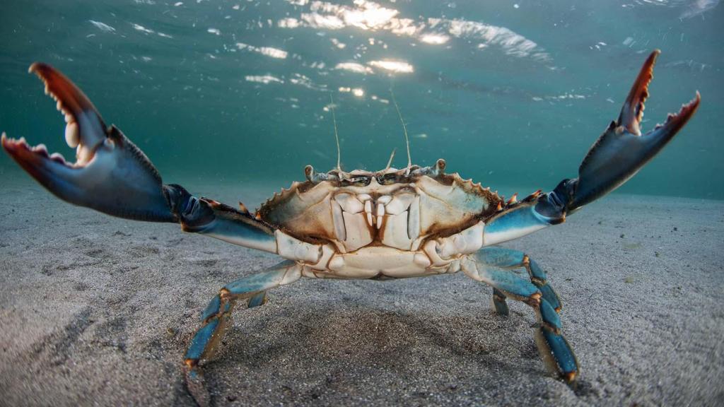 Un cangrejo azul, especie invasora en el Mar Menor.