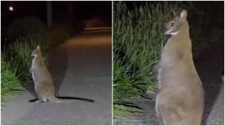 Vídeo: un canguro sorprende a conductores en una carretera de Oia (Pontevedra)