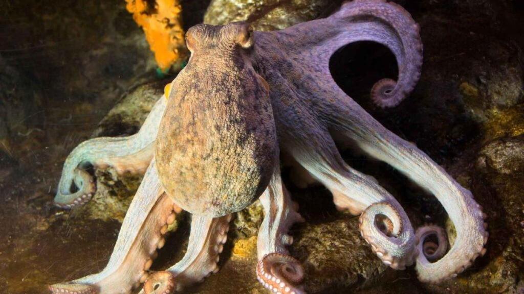 Imagen de un pulpo común