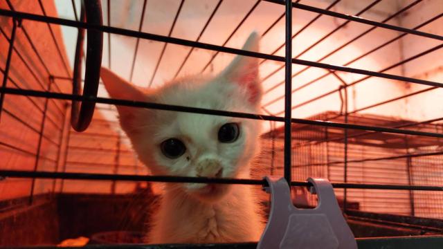 Un gato en el refugio de animales de Mougá, en Ferrol