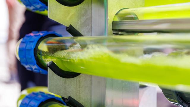 El agua con algas corriendo por los tubos. FOTO: Cochet-Peduzzi