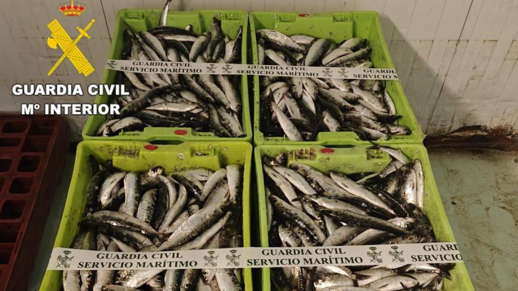 Sardinas incautadas en la lonja de A Coruña