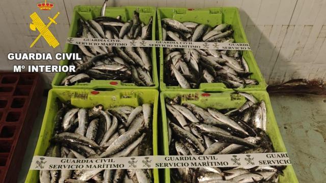 Sardinas incautadas en la lonja de A Coruña