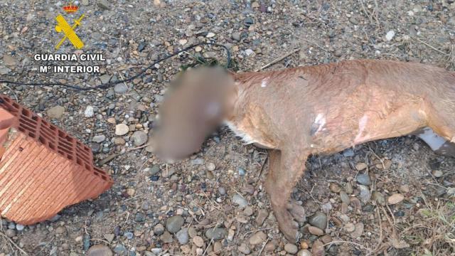 Cuerpo sin vida del perro encontrado en el Canal Imperial de Aragón