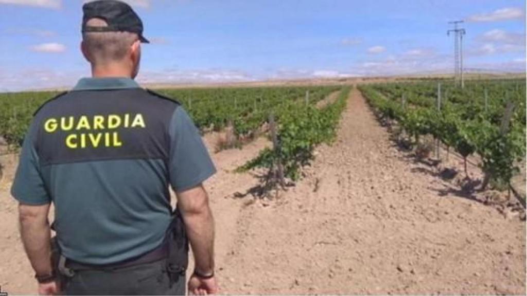 Imagen de un agente de la Guardia Civil de espaldas en unos viñedos.