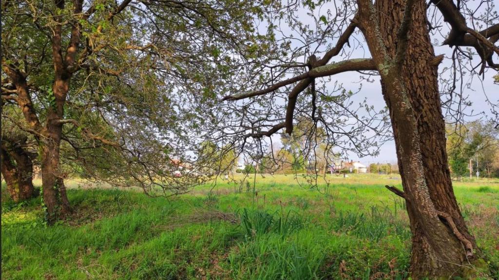 Zona verde dentro de la parcela donde se proyecta construir el parque comercial Os Regos.