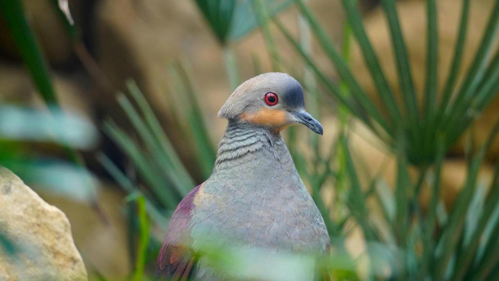 La paloma perdiz jamaicana de Bioparc Fuengirola.