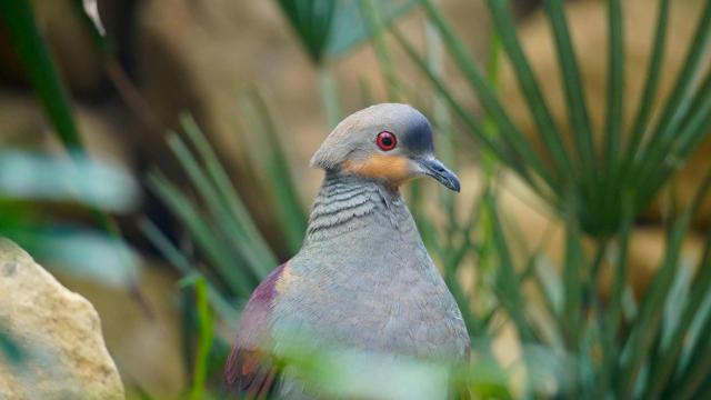 La paloma perdiz jamaicana de Bioparc Fuengirola.
