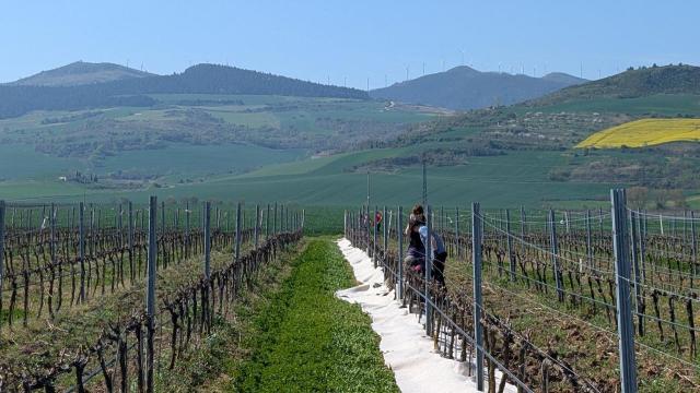 El acolchado de lana sobre los viñedos de Bodega Otazu.