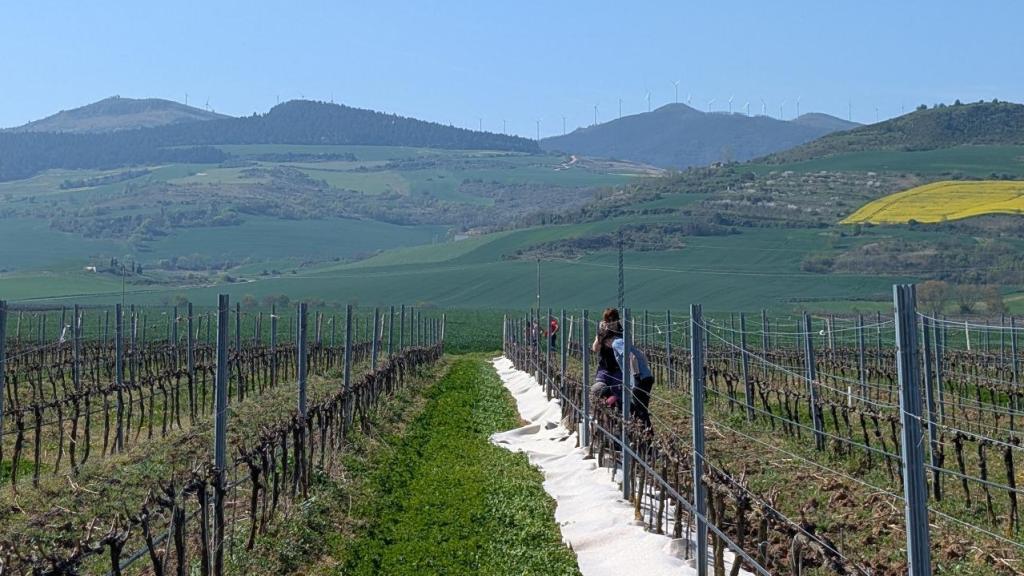 El acolchado de lana sobre los viñedos de Bodega Otazu.
