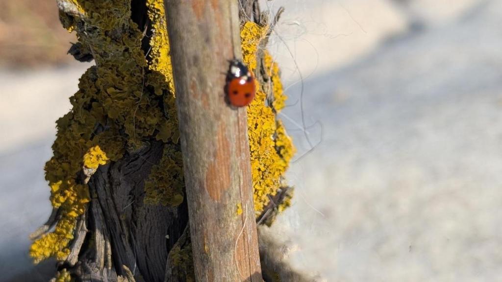 Acolchado de lana alrededor de la viña.