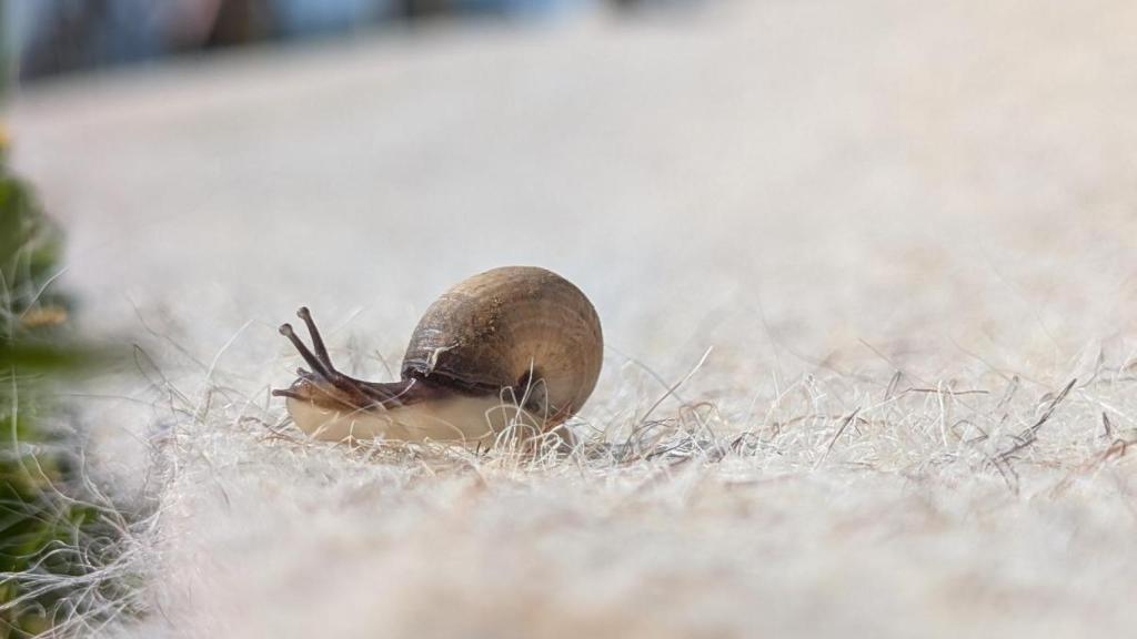 La lana conserva la humedad del suelo, regula su temperatura y reduce la aparición de hierbas adventicias.