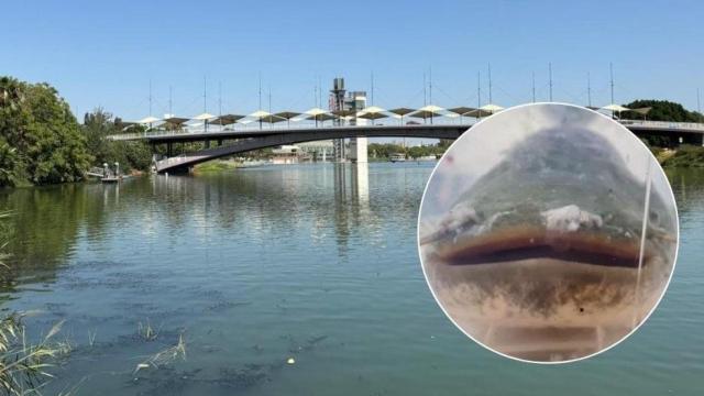 La dársena del Guadalquivir vista desde el Paseo de La O.